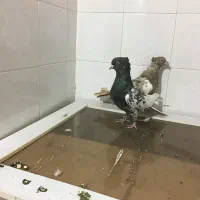 کفتر کبوتر بهبهانی|پرنده|شیراز, تندگویان|دیوار