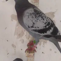 حیون گرفتنی از هرکی هست دنبال نگرده