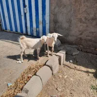 دو عدد بزغاله سانن ماده
