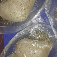 عسل کنار ویژه وعسل مش کورک|خوردنی و آشامیدنی|جره و بالاده, |دیوار