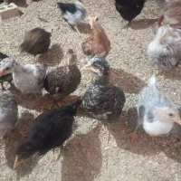 جوجه مرغ گلین