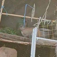 خرگوش ماده