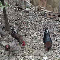 خروس محلی مشکی و طوسی