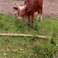 ورزا گاونر چ