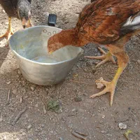 یک عدد بوقلمون و تعدادی جوجه لاری زیر مرغی|حیوانات مزرعه|کرج, فاز ۳ گوهردشت|دیوار