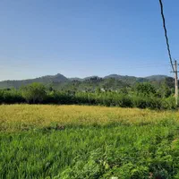 اجاره سوییت ویلا جنگلی در کتشال لاهیجان|اجارهٔ کوتاهمدت ویلا و باغ|لاهیجان, لیل|دیوار