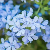 یاس آبی