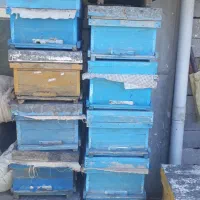 فروش تعداد کندو