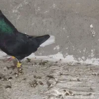 فروش چند جفت آلمان کیلومتری با تخم جوجه و پرشی|پرنده|نیشابور, میدون بار|دیوار