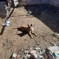 سگ مالینویز|سگ|خوسف, |دیوار