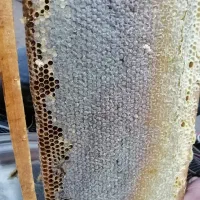 عسل به قیمت عمده|خوردنی و آشامیدنی|مرودشت, ثبت احوال|دیوار