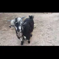 بز فروشی سالم و جوان جهت کشتار و نگهداری با تخفیف