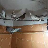 کفتر تهرانی پرشی|پرنده|شهریار, شهرک وائین|دیوار