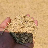 برنج هاشمی درجه یک
