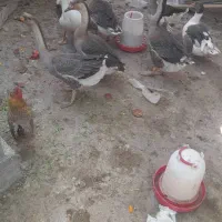 هفت عدد قوغاز بازدید اغاجاری