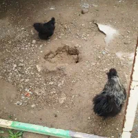 مرغ و خروس ابریشمی