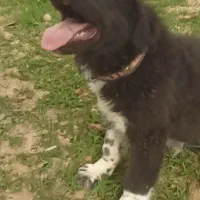 یک عدد سگ قدرجونی|سگ|مشکین‌دشت, |دیوار