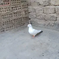 سینه زرد و دم مشکی