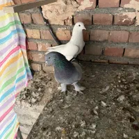 تعدادی ترکیه|پرنده|میاندوآب, |دیوار