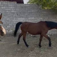 مادیان با کره|اسب و تجهیزات اسبسواری|کوهسار (البرز), |دیوار