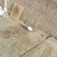 کبوتر|پرنده|شاهرود, |دیوار