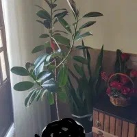 گل طبیعی|گل و گیاه طبیعی|کازرون, |دیوار