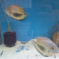 ماهی  اورا مثلثی فلاور هورن بلواکارا انجل گلدفیش