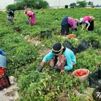 سرکارگر کشاورزی  چیدن سیب زمینی پیاز  گوجه.زعفران|خدمات باغبانی و درختکاری|کرمانشاه, |دیوار