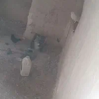 کبوتر|پرنده|رزن, |دیوار