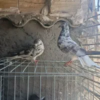 چلچلی دم سفید