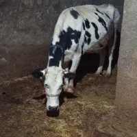 گاو گوساله|حیوانات مزرعه|هرسین, |دیوار