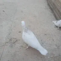 کفتر کبوتر