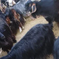 تعداد 25 عدد بز جوان همه ابستن به فروش میرسد|حیوانات مزرعه|سیوان, |دیوار