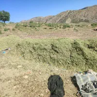 جاشیر (علوفه گاو و گوسفند )
