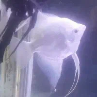 آنجل نر ماده تضمینی مولد کارداده به شرط