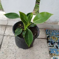 گل فیلندرون برکین