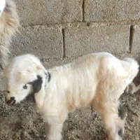 میش داشتی  بره دار بی مثل بختیاری|حیوانات مزرعه|شیراز, شاپورجان|دیوار