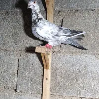 کبوتر گوره ای نر