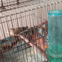 جوجه سهره قناری دوماهه