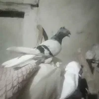 کبوتر|پرنده|مرودشت, رامجرد یک|دیوار