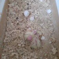 هلندی با ۳ تا جوجه