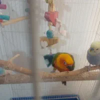 تعدادی عروس هلندی سخنگو مرغ عشق سخنگو.خطوطی خورشید