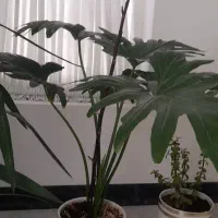 گل طبیعی ، شاداب و سرحال