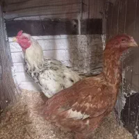 مرغ و خروس لاری