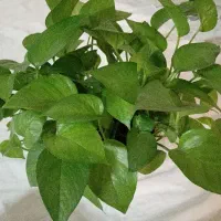 گل کاکتوس، گندمی، یخی|گل و گیاه طبیعی|شاهین‌شهر, شهرک ردانی پور|دیوار