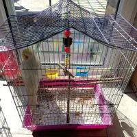 عروس هلندی لوتینو بالغ همراه قفس