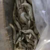 میگو مخصوص هداگ قلاب