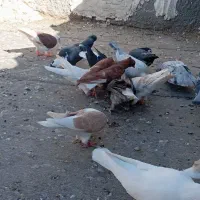 دغاغله مسیر تصفیه قند شکر