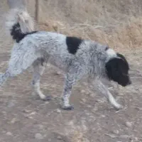 خرید و فروش سگ