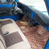 نیسان مدل ۸۱ دوگانه سوز|خودرو سواری و وانت|شهرکرد, |دیوار